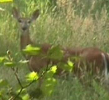 Cedarville State Forest Photo