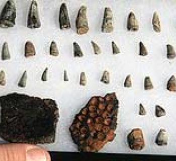 Dinosaur Fossils Photo