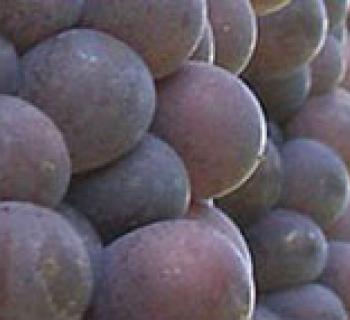 Sugarloaf Mountain Vineyard Photo