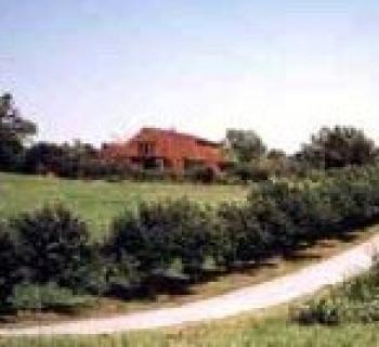 Butterfly Fields Photo