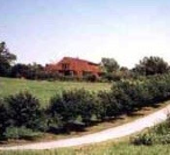 Butterfly Fields Photo