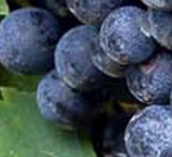 Grapes Photo