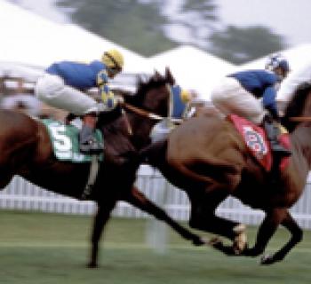 Horses racing Photo