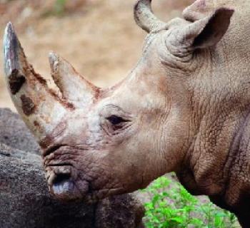 White Rhino at Maryland Zoo in Baltimore Photo