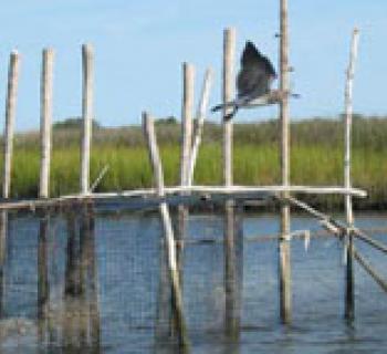 Janes Island State Park Photo