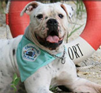 Dog with Life Preserver on the Beach Photo