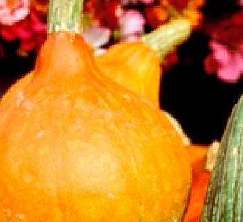 Produce Photo Photo