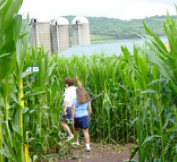 Corn maze Photo Photo