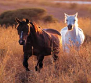 Kent Equestrian Photo