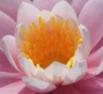 Pink water lilly Photo