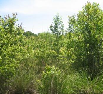 Millington Wildlife Management Area Photo