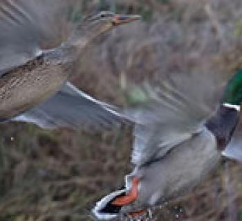 Ducks at Quaker Neck Gun Club Photo
