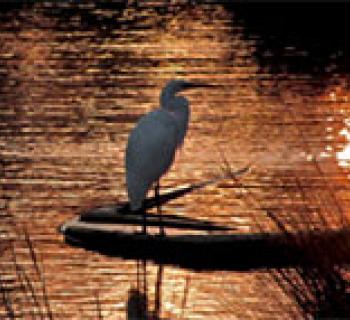 Heron in the Water Photo