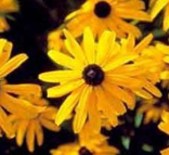 Black Eyed Susan Photo