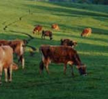 Cows in pasture Photo