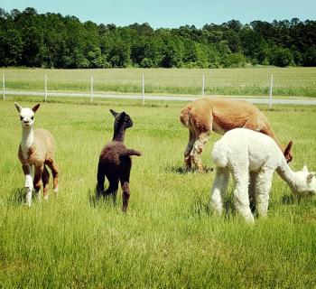 Alpacas located on Outstanding Dreams Farm Photo
