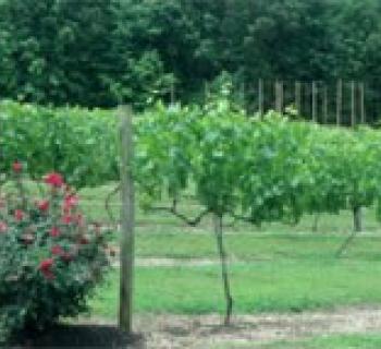 Vineyard on Vino 301 Tour Photo