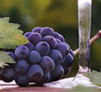 Charis Winery  Photo