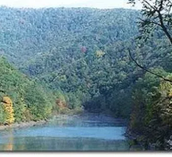 Savage River Forest Photo
