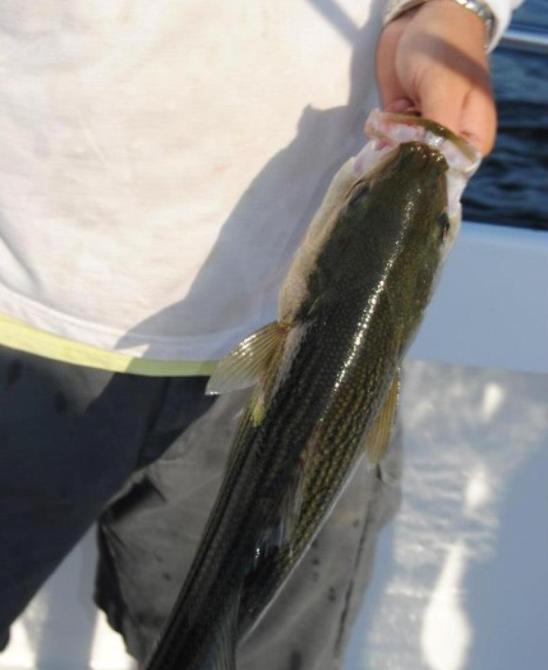 Motovidlak Charters, LLC Photo