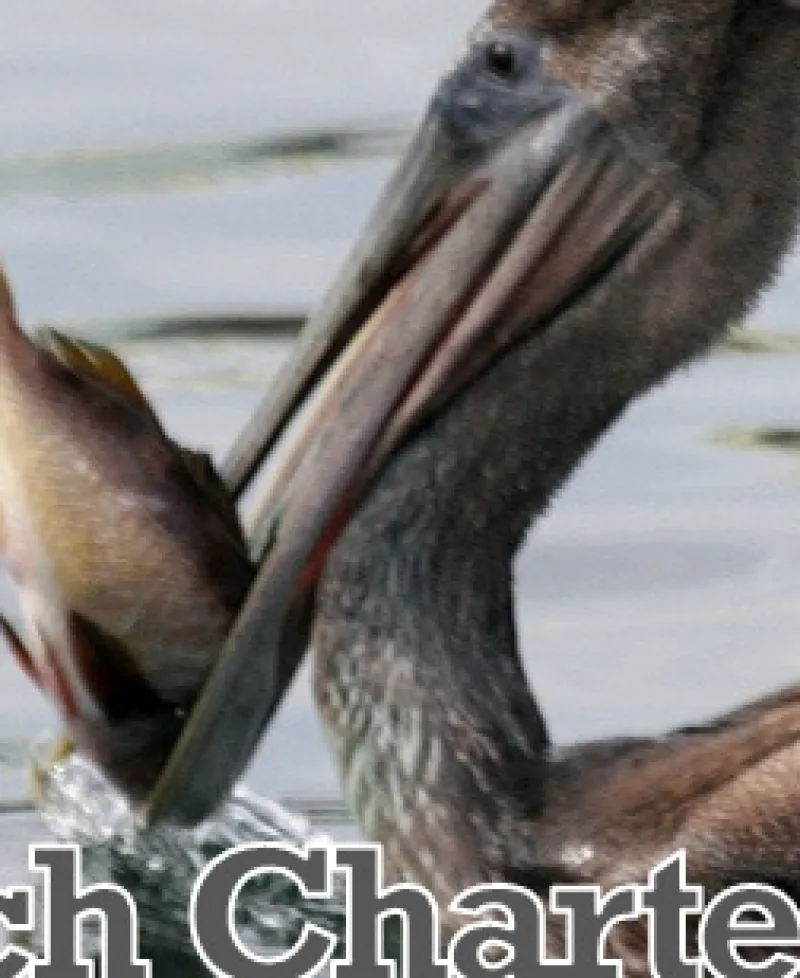 Pelican Catch Charters Photo