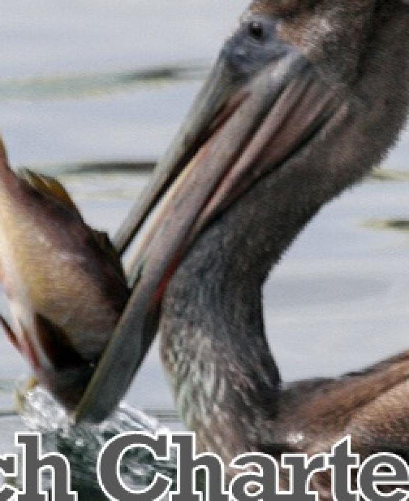 Pelican Catch Charters Photo