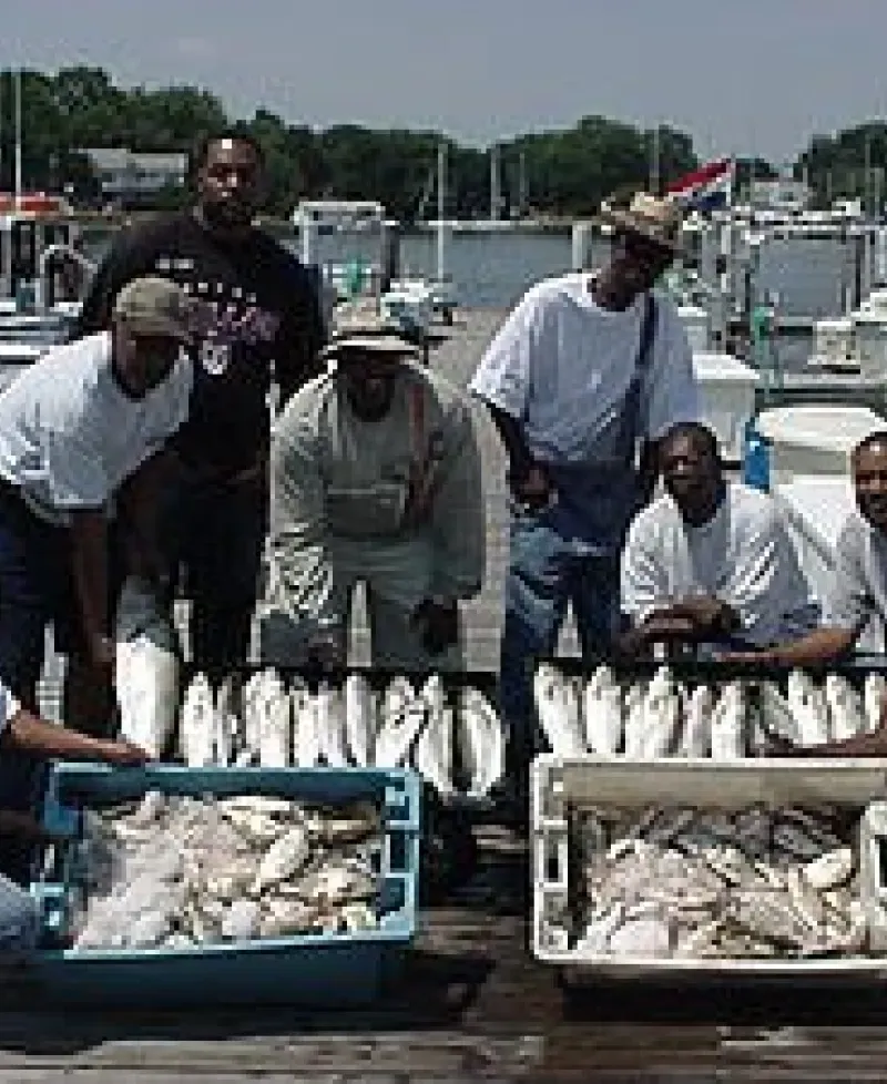 Catches of the day Photo
