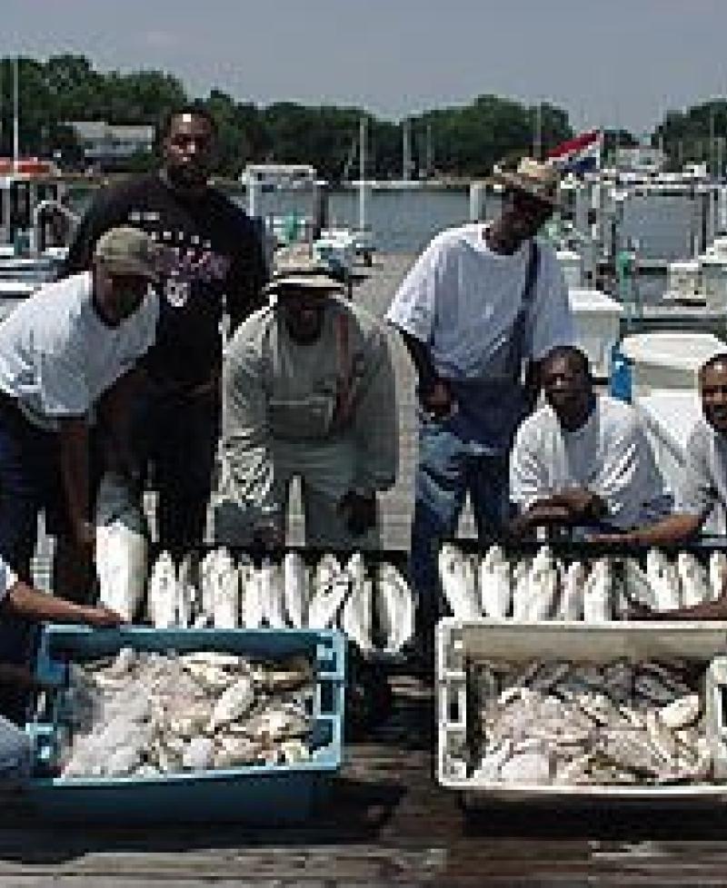 Catches of the day Photo