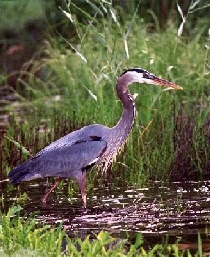 Deal Island Wildlife Management Area Photo