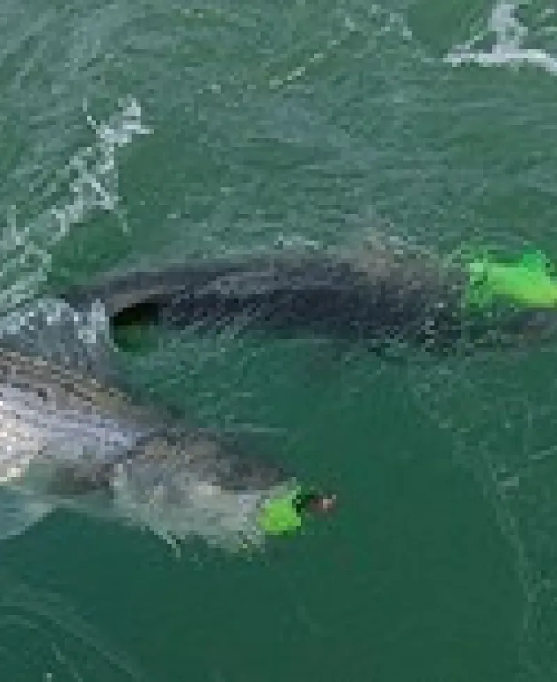Two fish caught on a fishing line Photo