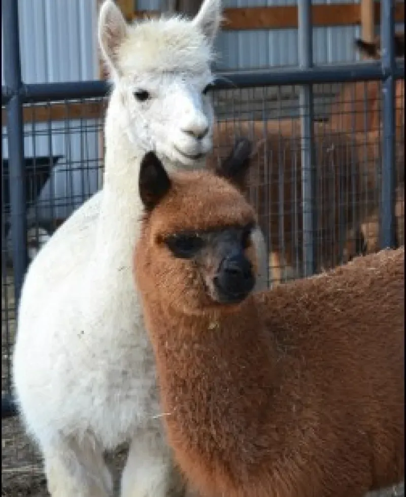 Alpacas at Tag Along Alpacas, LLC Photo
