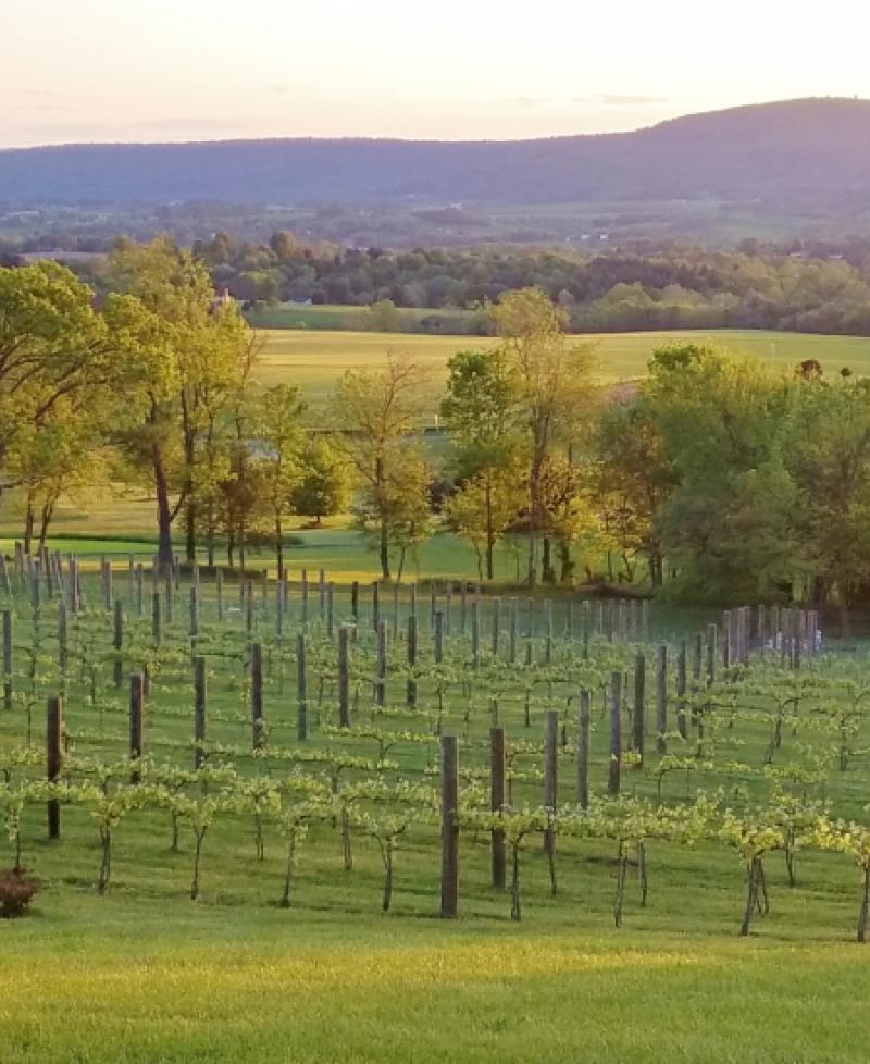 Mazzaroth Vineyard aerial view Photo