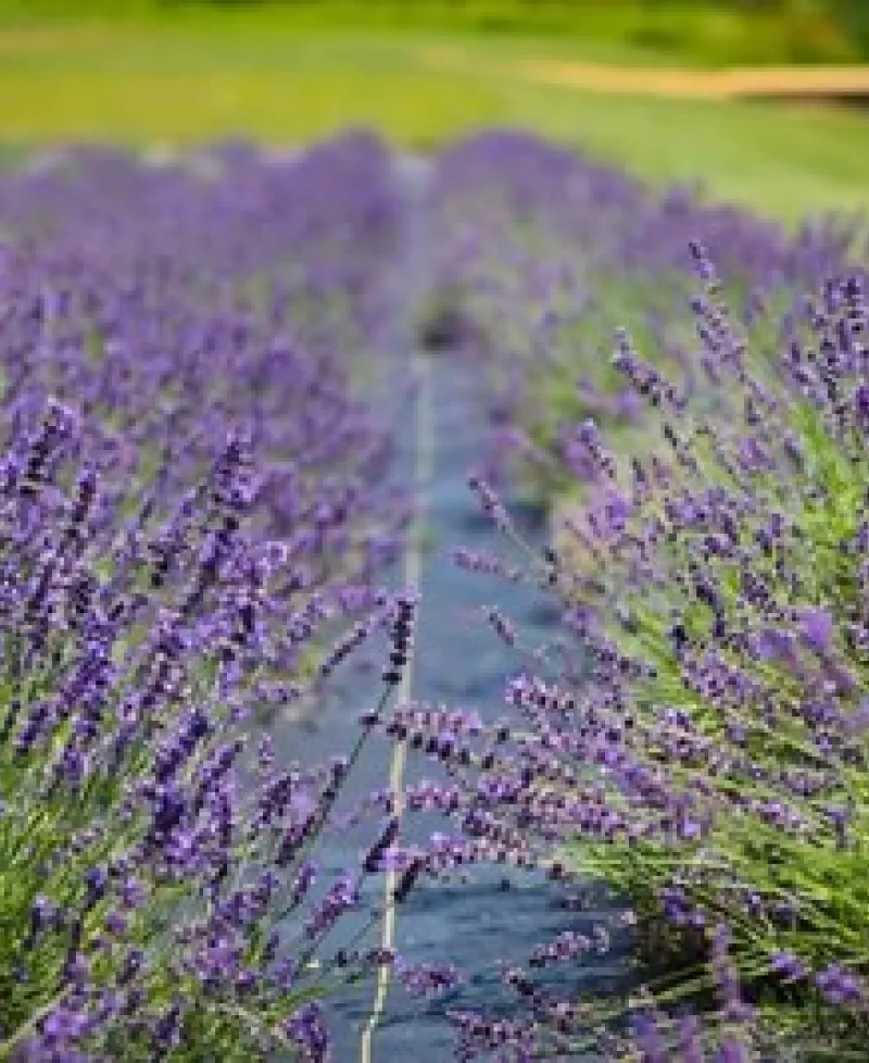 Soleado Lavender Farm Photo