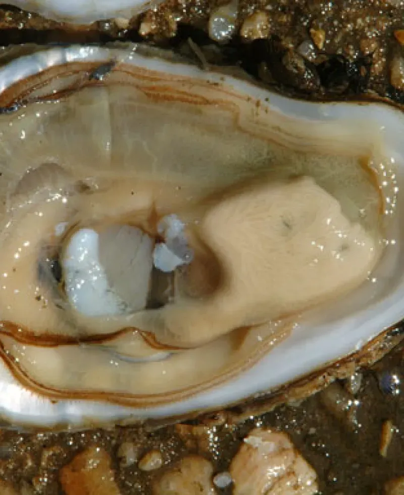 Oyster life-cycle process Photo
