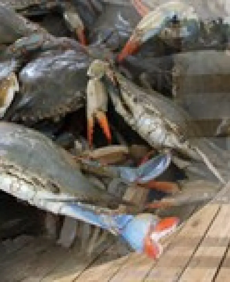 Bushel of female crabs Photo