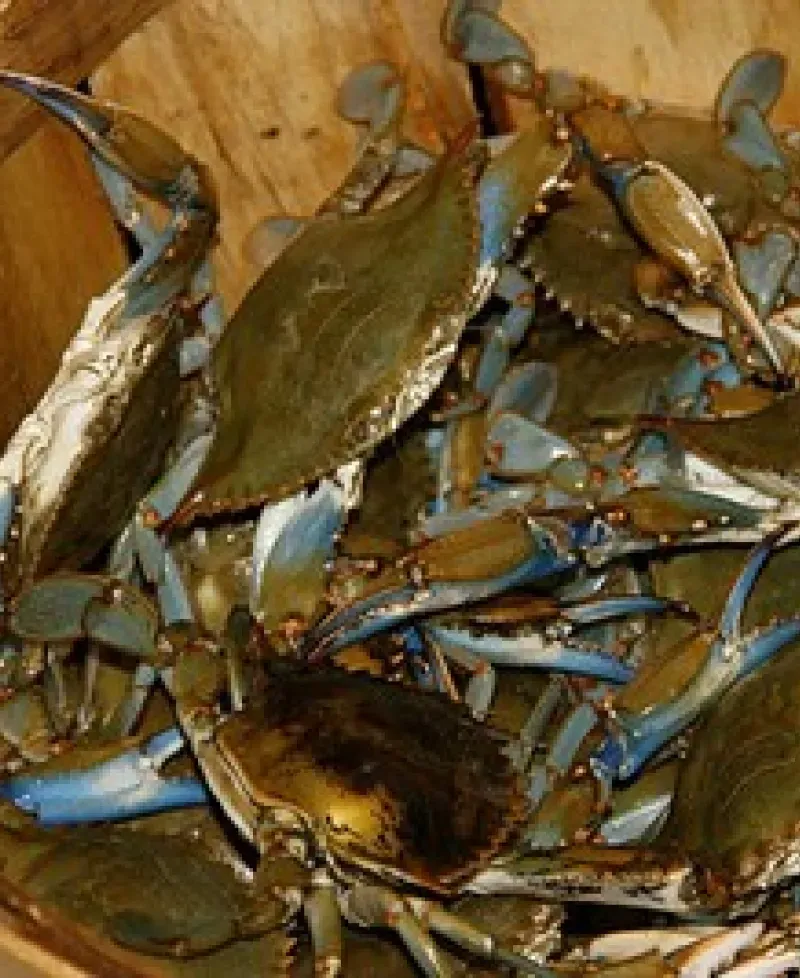 Bushel of crabs Photo