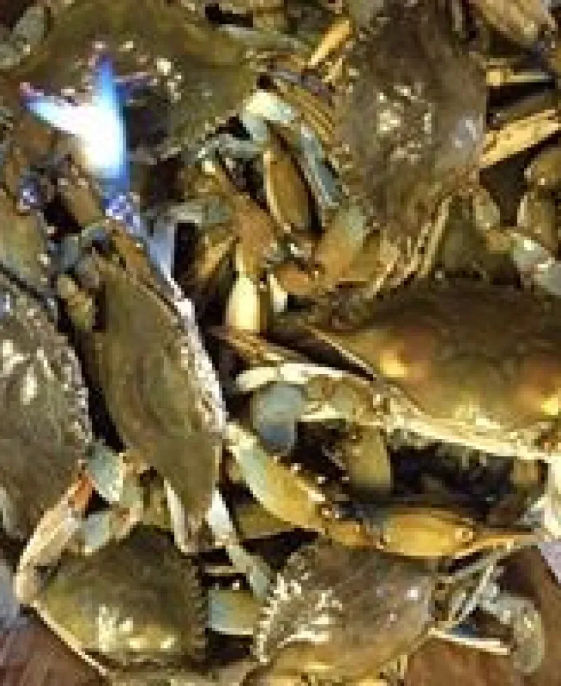 Bushel of crabs Photo