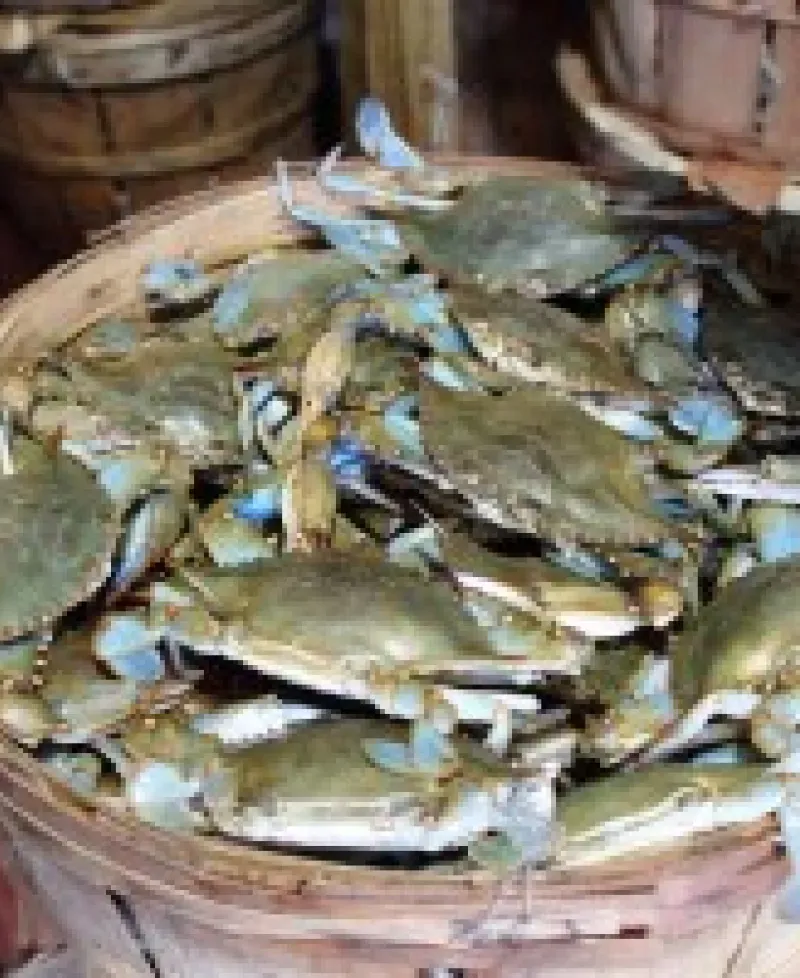 Bushel of blue crabs harvested by Southern Maryland watermen Photo