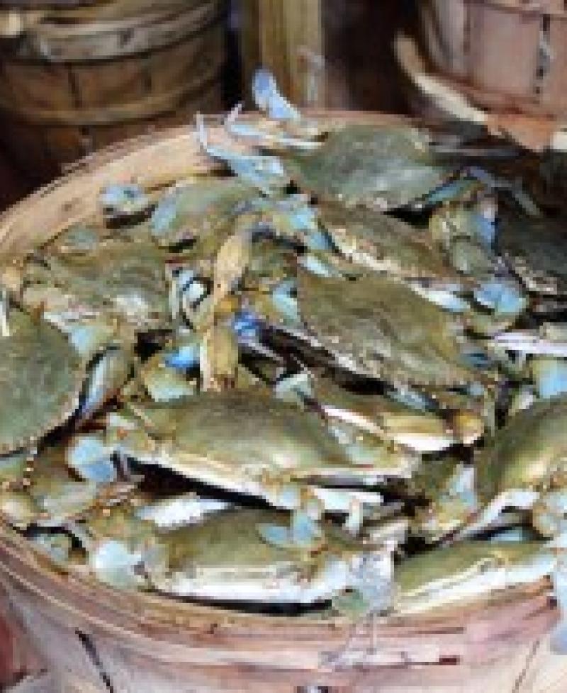Bushel of blue crabs harvested by Southern Maryland watermen Photo