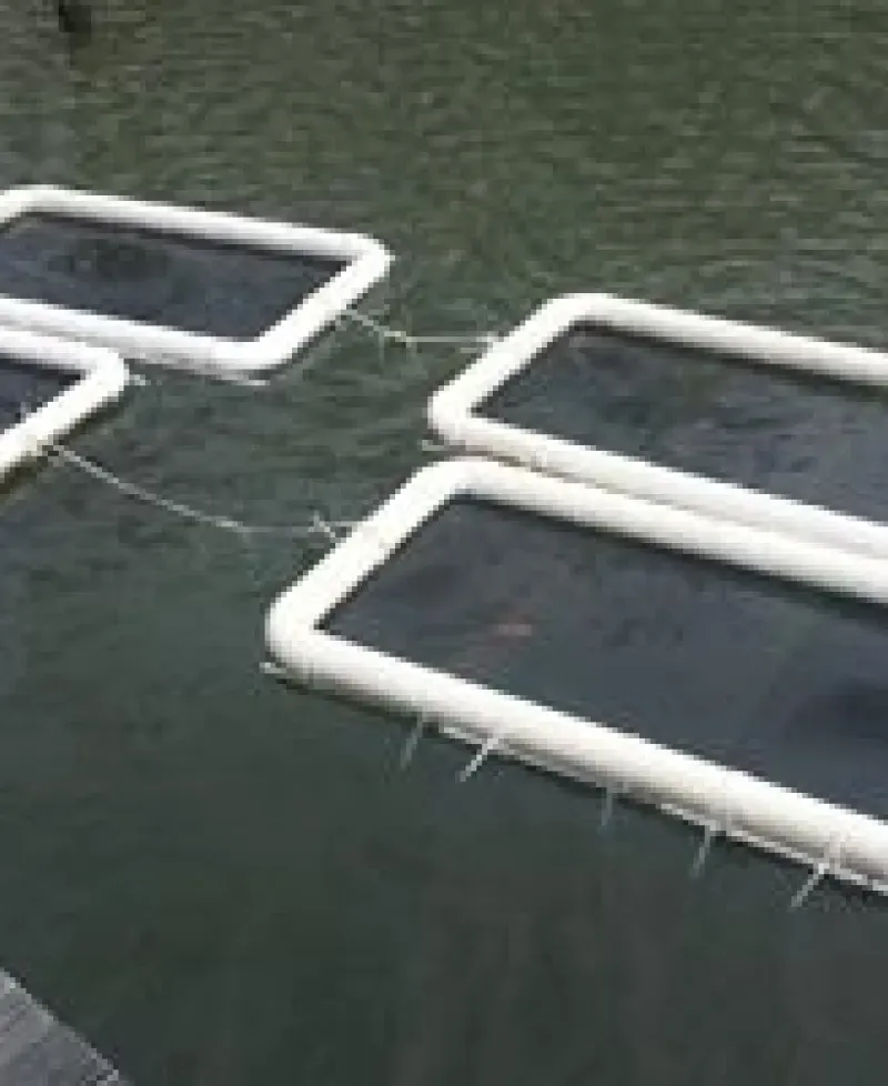Oyster floats Photo