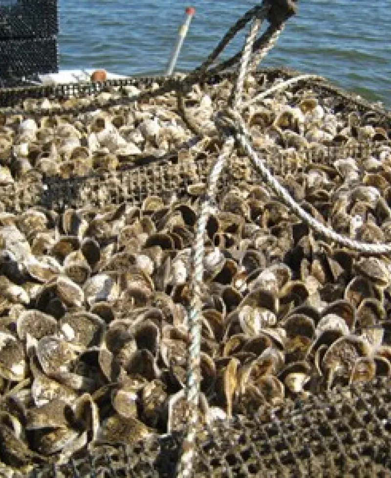 Oysters Photo