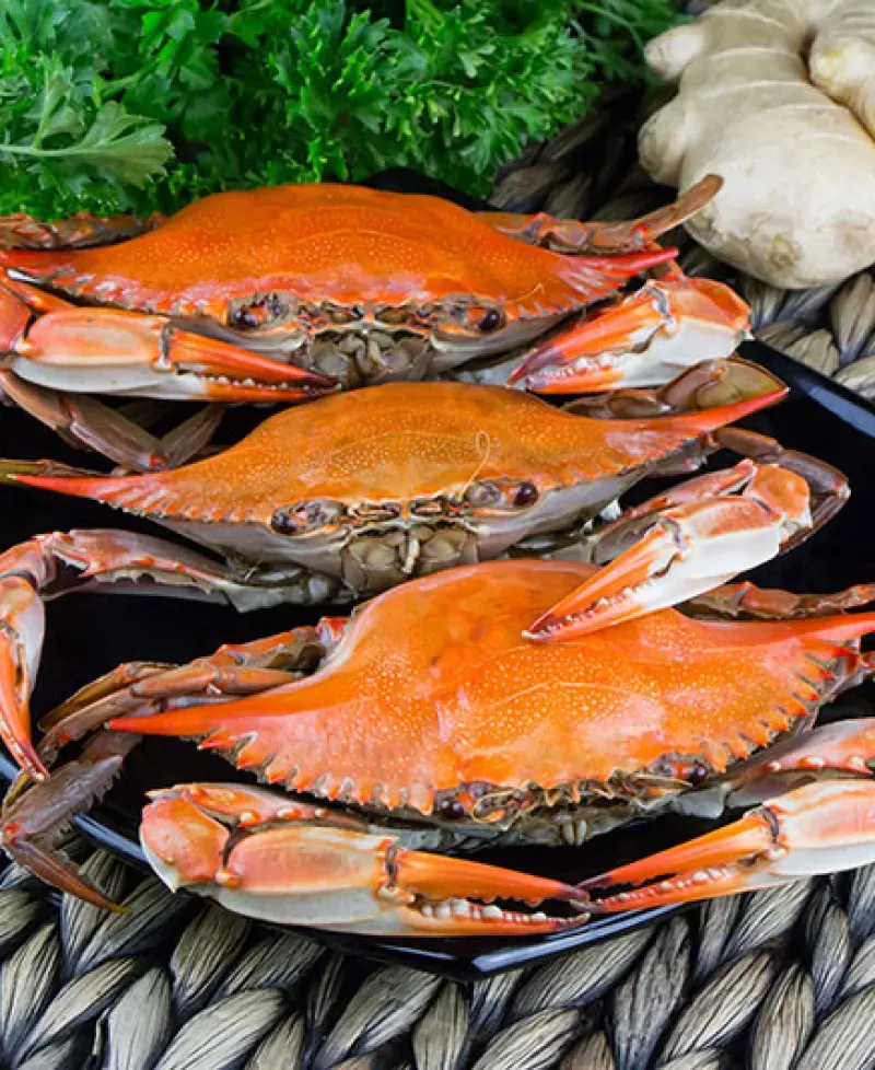 Hard-shell crabs Photo