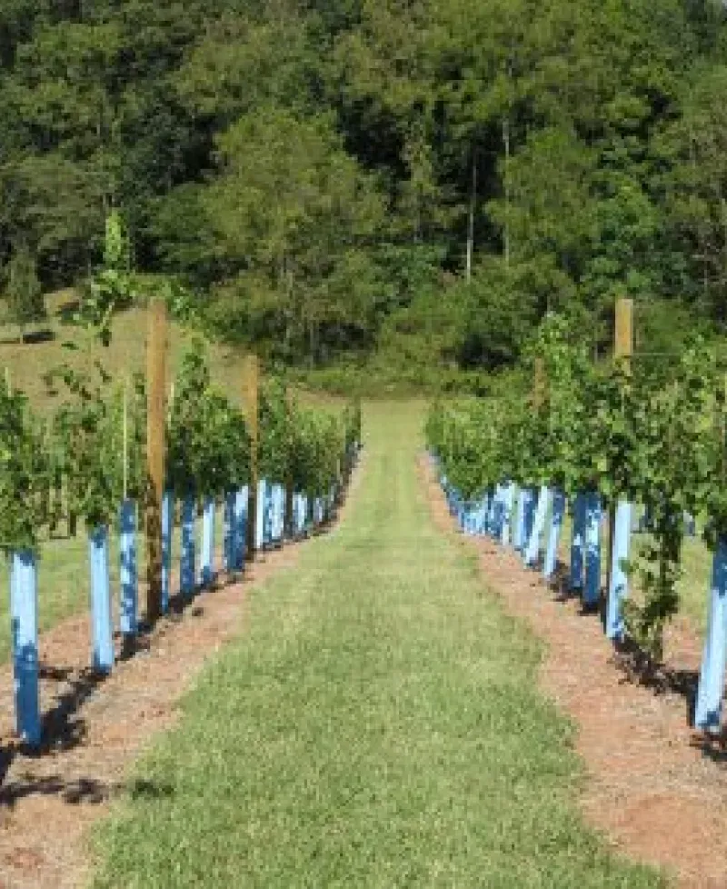 Links Bridge Vineyard Photo