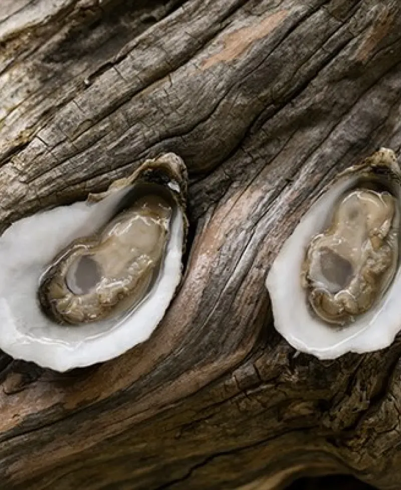 Oysters at Hollywood Oyster Company Photo