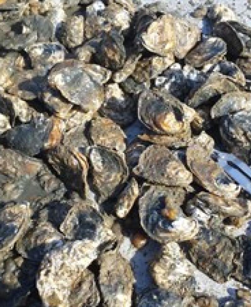 Oysters Photo