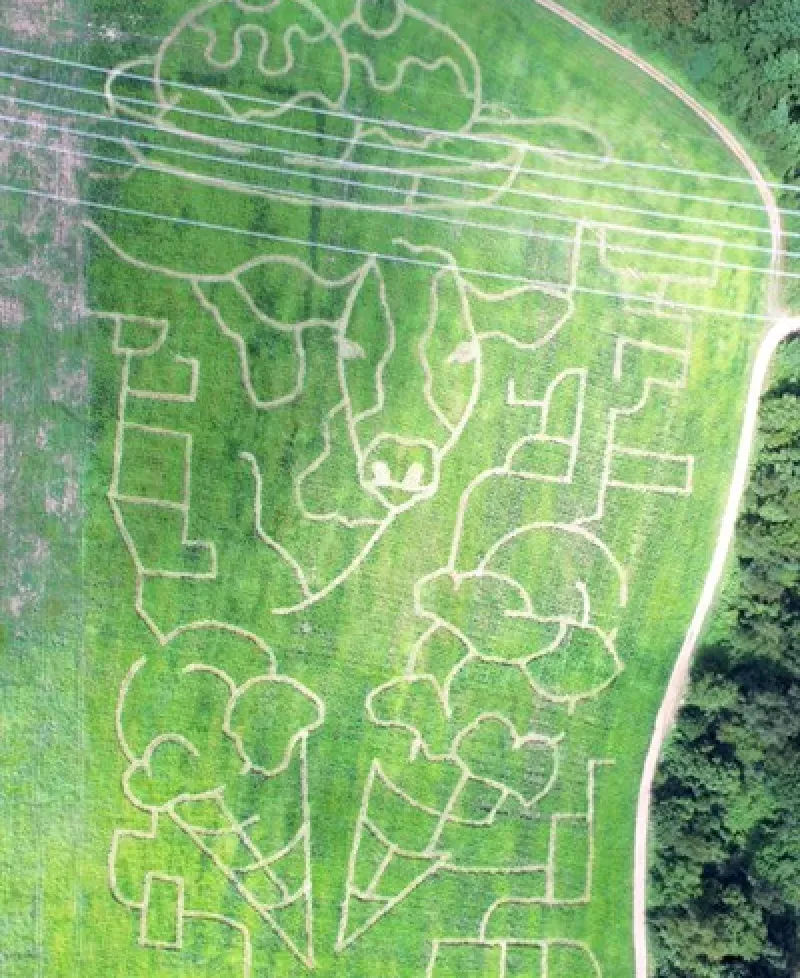 Rock Hill Orchard corn maze Photo