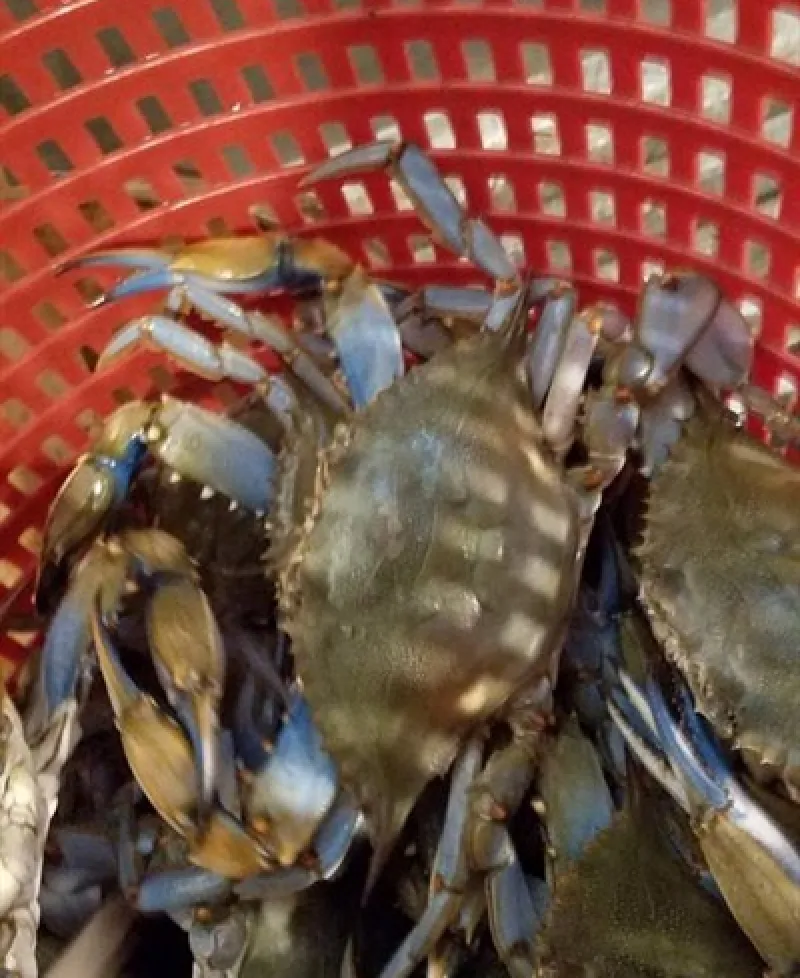 crabs Photo