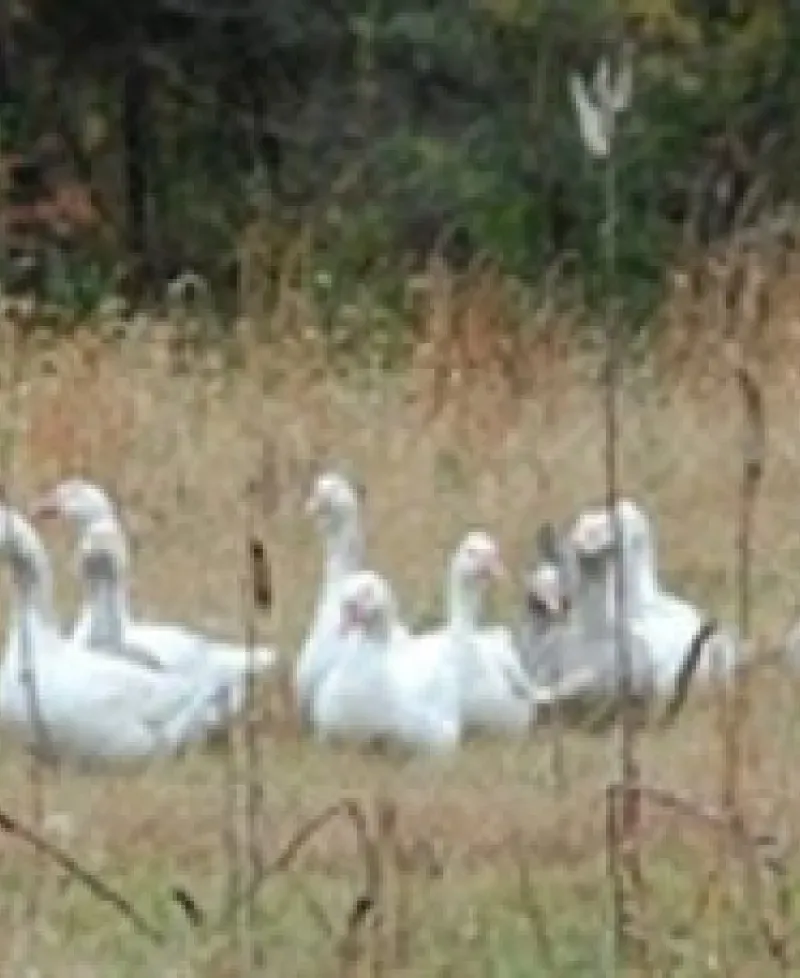 Buttons Creek  Photo