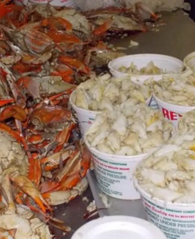 Crab meat Photo