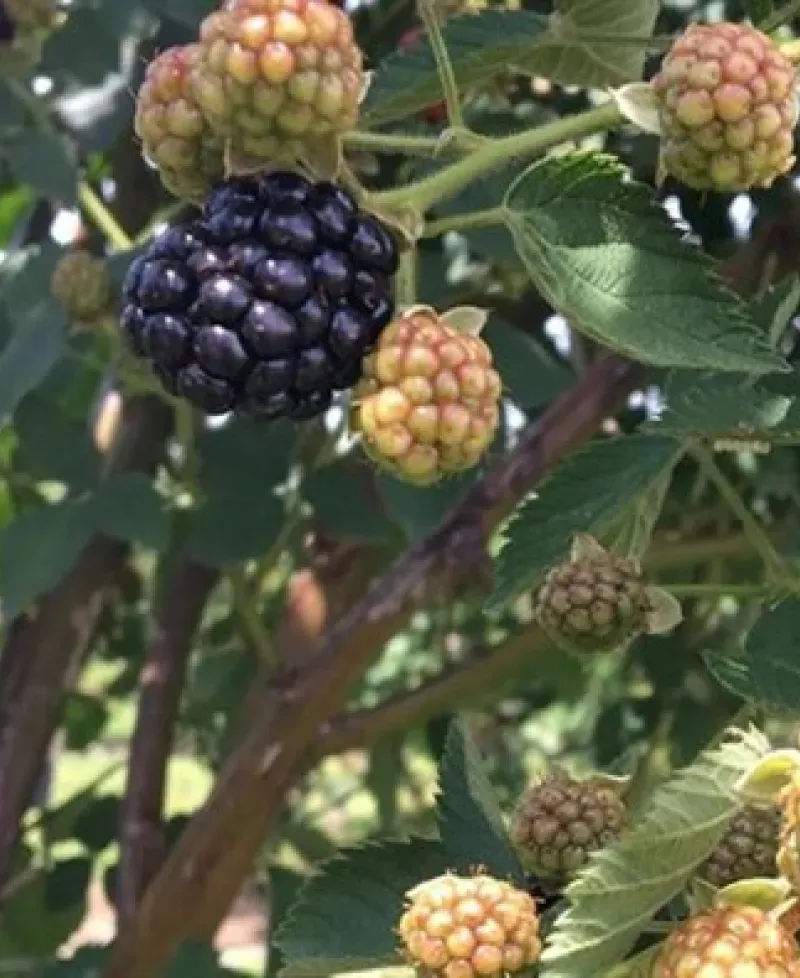 berries Photo